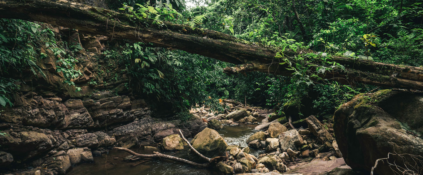 The U.S. joins forces with Norway, Britain and companies like Amazon to save the world's rainforests
