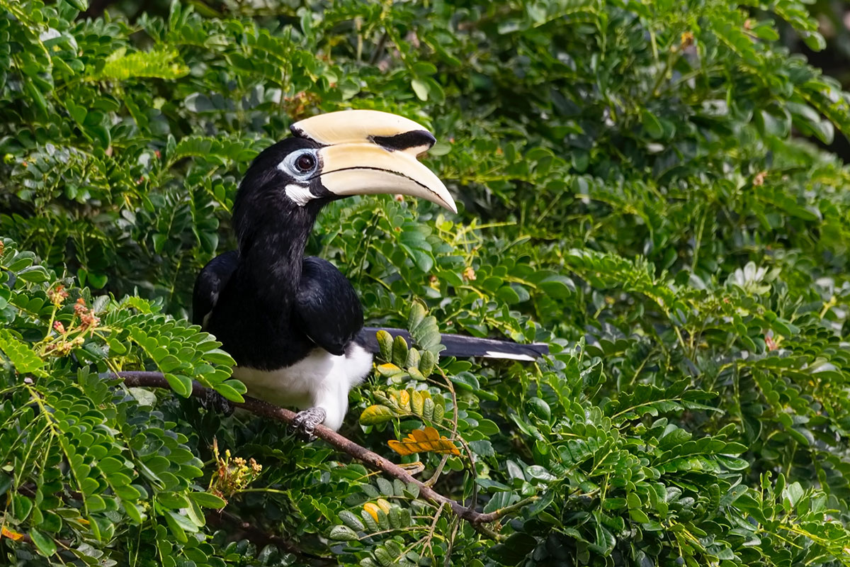 Forest carbon offsets on the agenda as France’s One Planet Summit confronts biodiversity loss