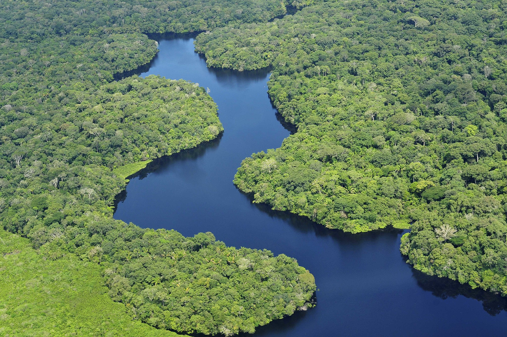 Saving and restoring tropical forests has enormous value for the planet and the economy