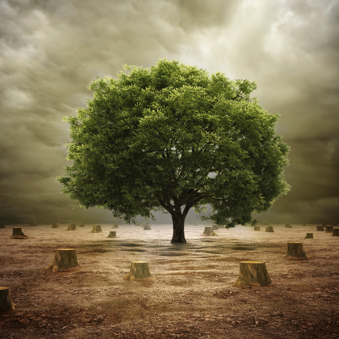 A new way of putting private money where the forests are