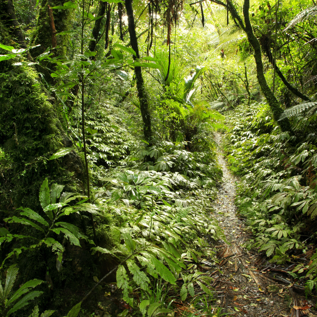 Amazon and Nestle join public-private plan to save world's forests
