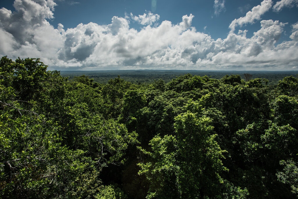 Britain, Norway and the United States join forces with businesses to protect tropical forests.