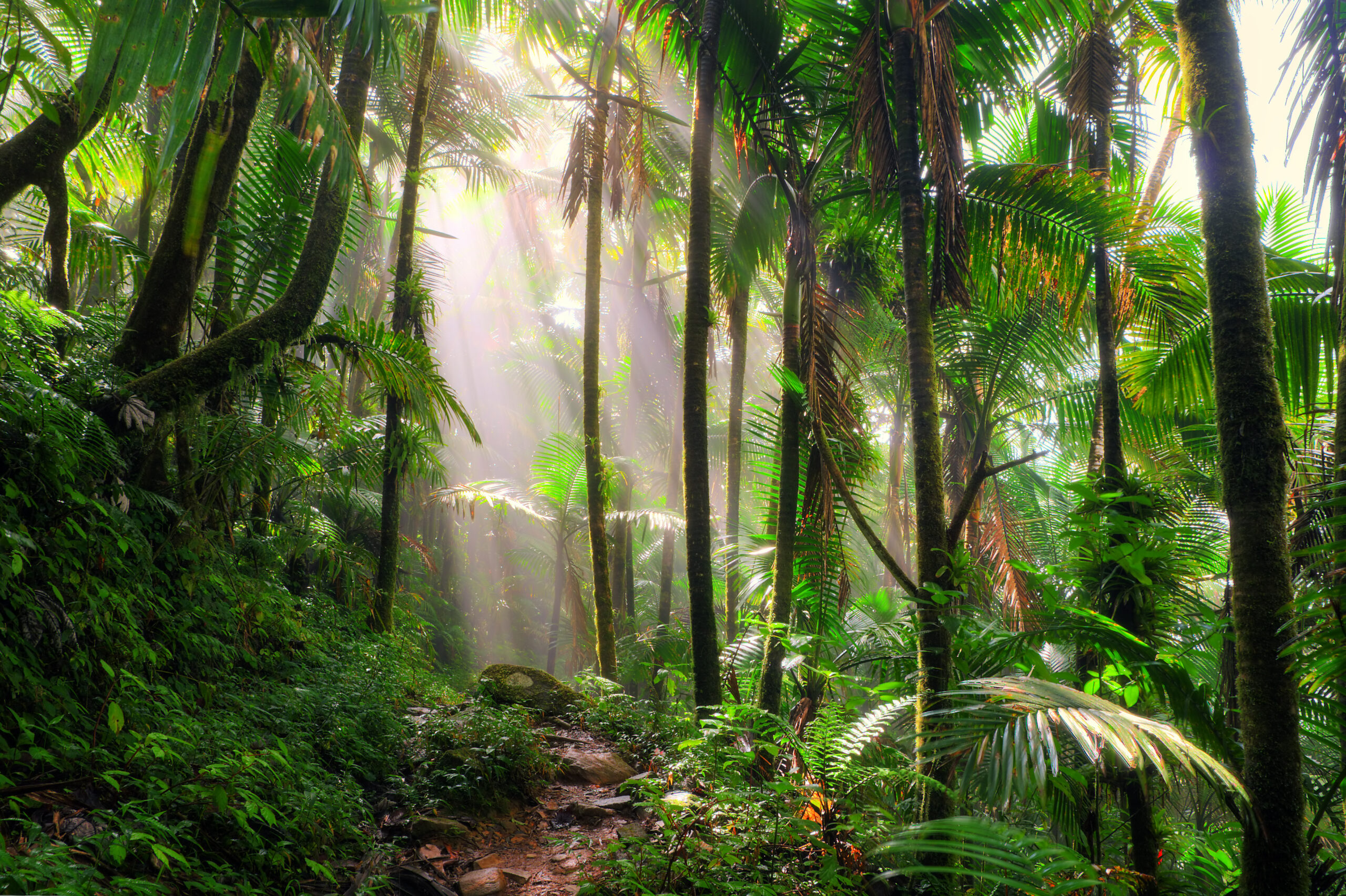 The path to corporate net zero must deliver what the planet needs, and that includes protecting tropical forests