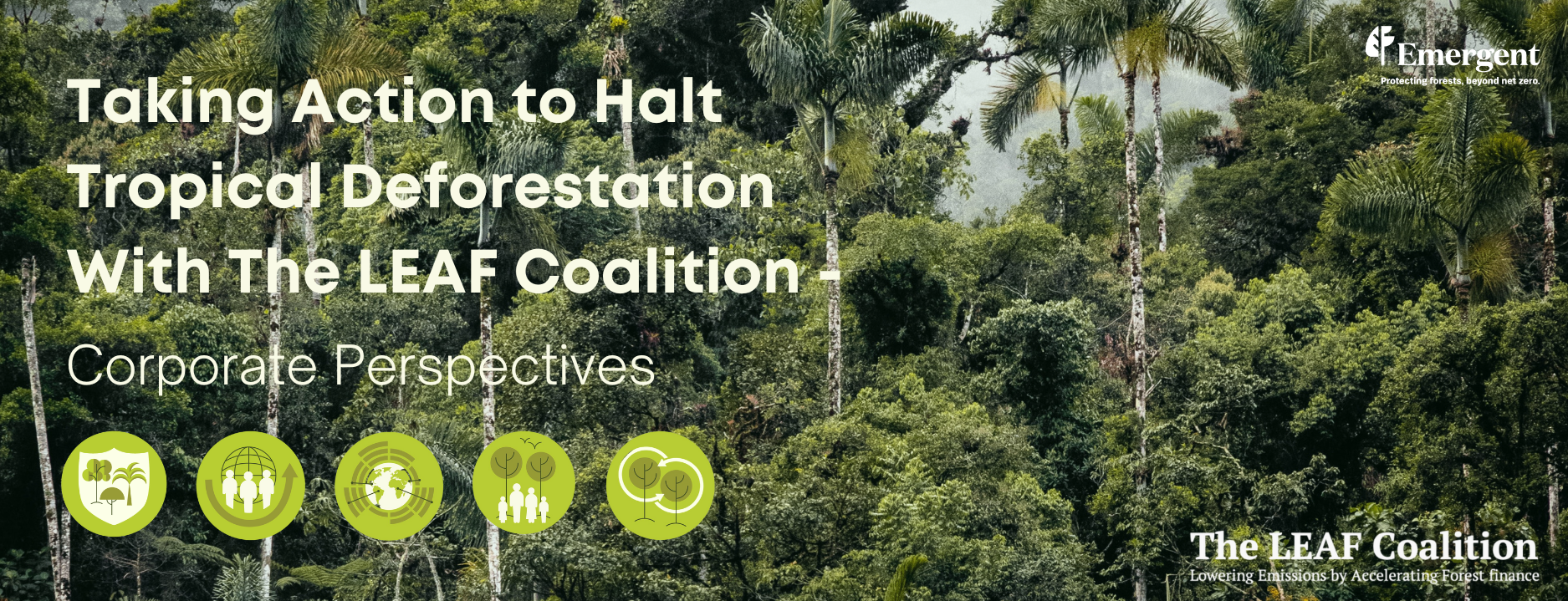 Taking Action to Halt Tropical Deforestation with The LEAF Coalition